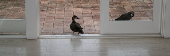 2011 - Wild Ducks
